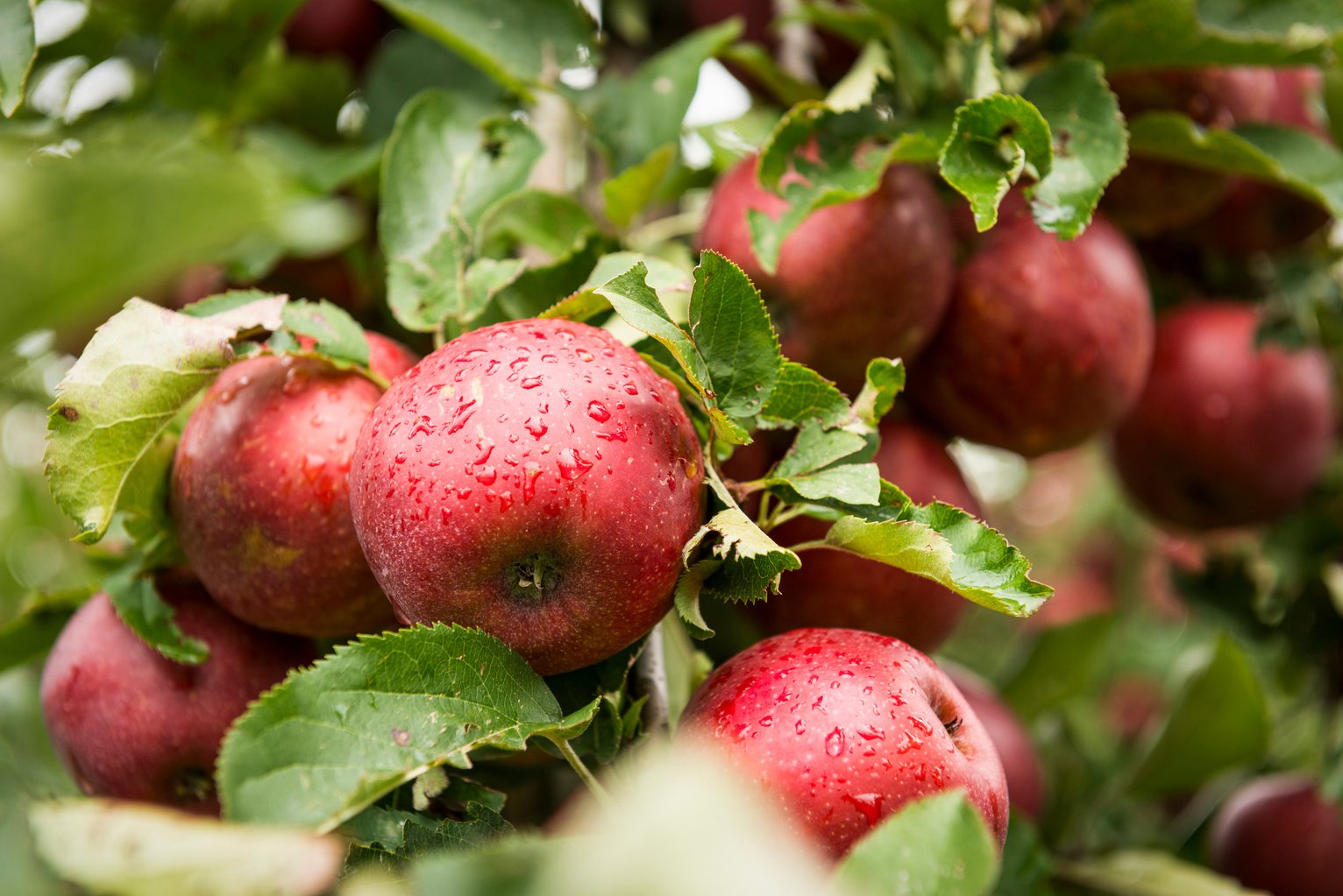 Apple Orchard